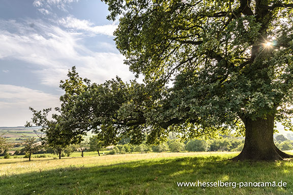 Stelleiche am Geologischen Lehrpfad