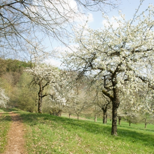 20090413-_DSC0067