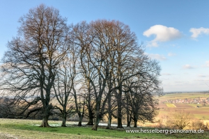 Bergmess-Allee_1