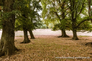 Bergmess-Allee_4