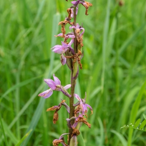 fleischfarbenes-Knabenkraut_1