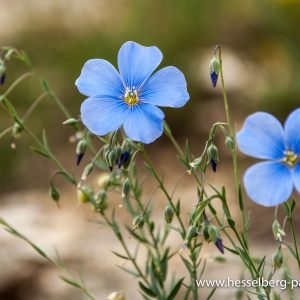 fraenkischer-Lein_1