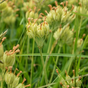 Schluesselblume_1