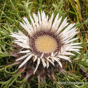 Silberdistel_2