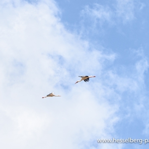 20190623_DSC6918