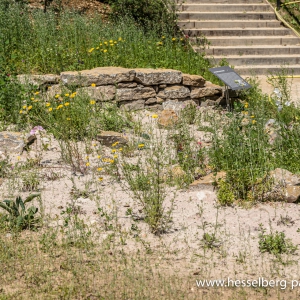 20190625_DSC7179