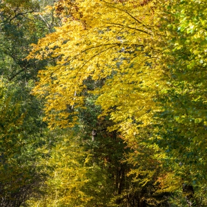 Herbstwanderung_Hsbg-Bergfuss_03