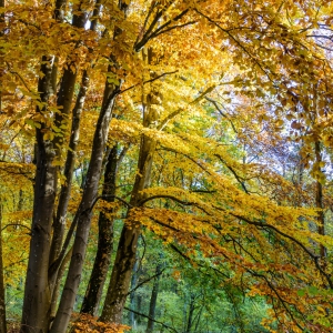 Herbstwanderung_Hsbg-Bergfuss_04