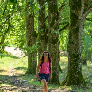 Aufstieg in der schattenspendenden Allee
